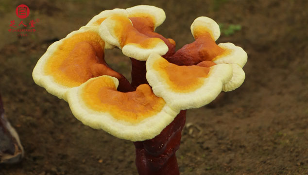 靈芝孢子粉功效,靈芝孢子粉的功效與作用,靈芝孢子油功效,靈芝孢子油的功效與作用